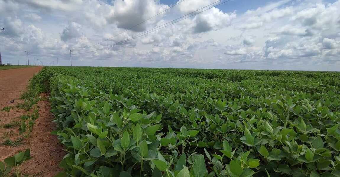 Conab: produção de grãos pode chegar a 358,6 milhões de toneladas na safra 2025/26